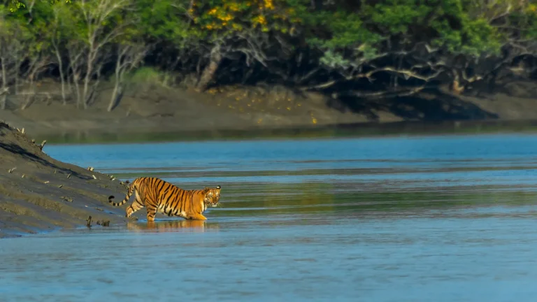 Sundarbans.. Walking Into the Lungs of the Earth
